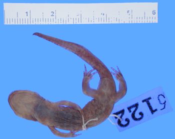 Media type: image; Herpetology A-5122